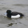 Tufted Duck