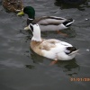 Wildlife
