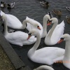 Swans