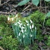 Snowdrops in Hawthorn Wood.