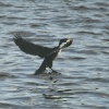 A Cormorant lands on the Tyne.