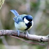 Great Tit.