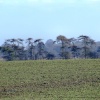 Windswept trees, Grantham