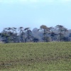 Windswept trees, Grantham