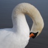 Preening