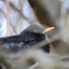 Blackbird