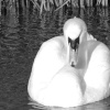 Swan on Gamston Canal
