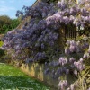 Wisteria