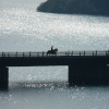 Rider on the bridge