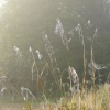 Cobwebs
