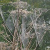 Cobwebs