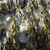 St Agnes Beach