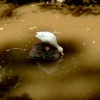 White duck on a rock.