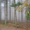 Foggy Wood - Delamere Forrest