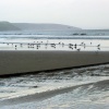 Seagulls  on the Sand