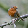 Robin.