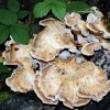 Fungi 3