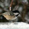 Coal Tit.