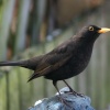 Blackbird male.