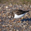 Turnstone