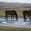 Dartmoor Ponies