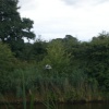 Heron near Acton Bridge