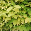 Green Leaves of Summer