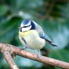 Gibside Chapel wildlife.