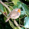 Gibside Chapel wildlife.
