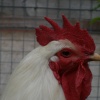 Walton Pet Zoo