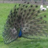 Walton Hall Pet Zoo