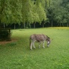 Walton Hall Pet Zoo