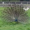 Walton Hall Pet Zoo