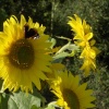 Red admiral on sunflowers
