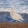 Glaucous Gull