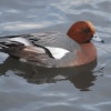 Wigeon
