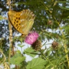 Silver-washed fritillary