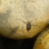 Water boatman