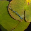 Common blue damselfly