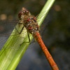 Common sympetrum