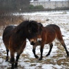 Horse play in the snow