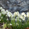 Snowdrops by the stream