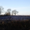 Manners' field
