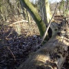Baydale Beck wood