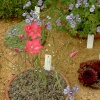 The Alpine House again!