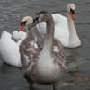 Immature Swan