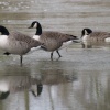 Geese in Cherwell floodwater, the Parks, Oxford