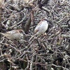 Sparrows