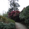Rhododendrons in full bloom Fell Foot park
