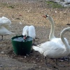 Swans near the River Stour
